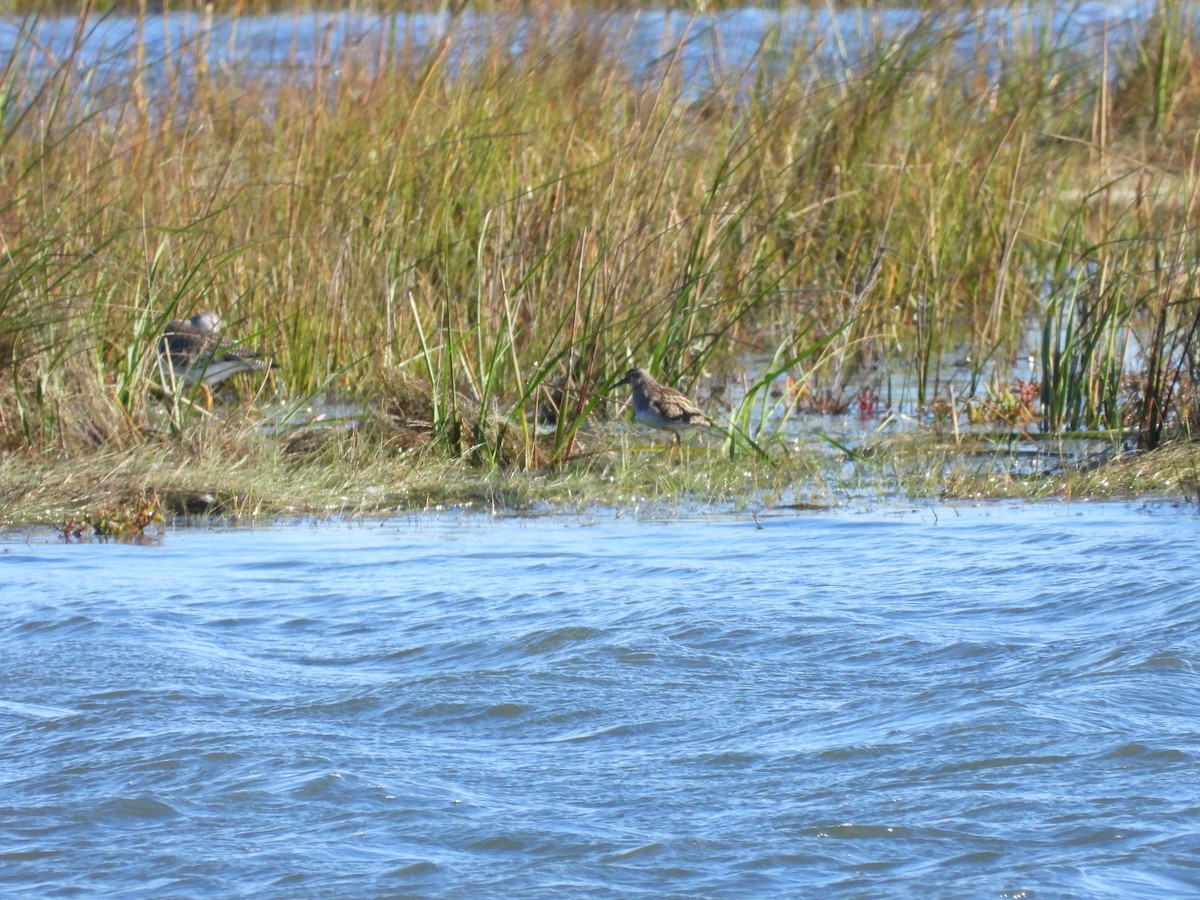 Graubrust-Strandläufer - ML643857063