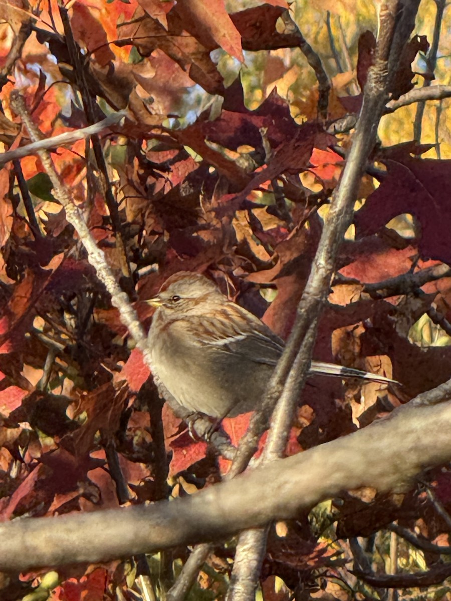 American Tree Sparrow - ML643857066