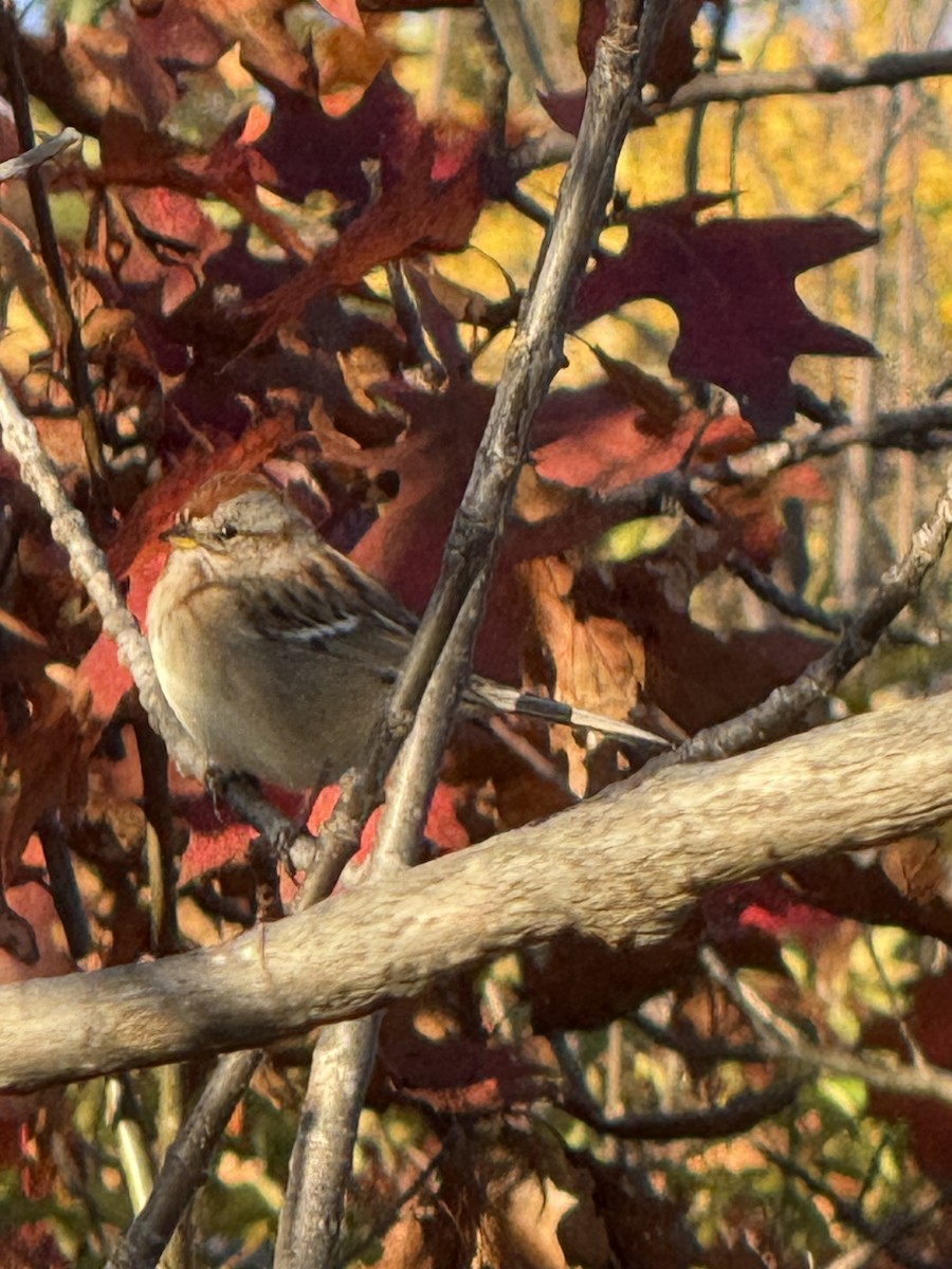 American Tree Sparrow - ML643857067
