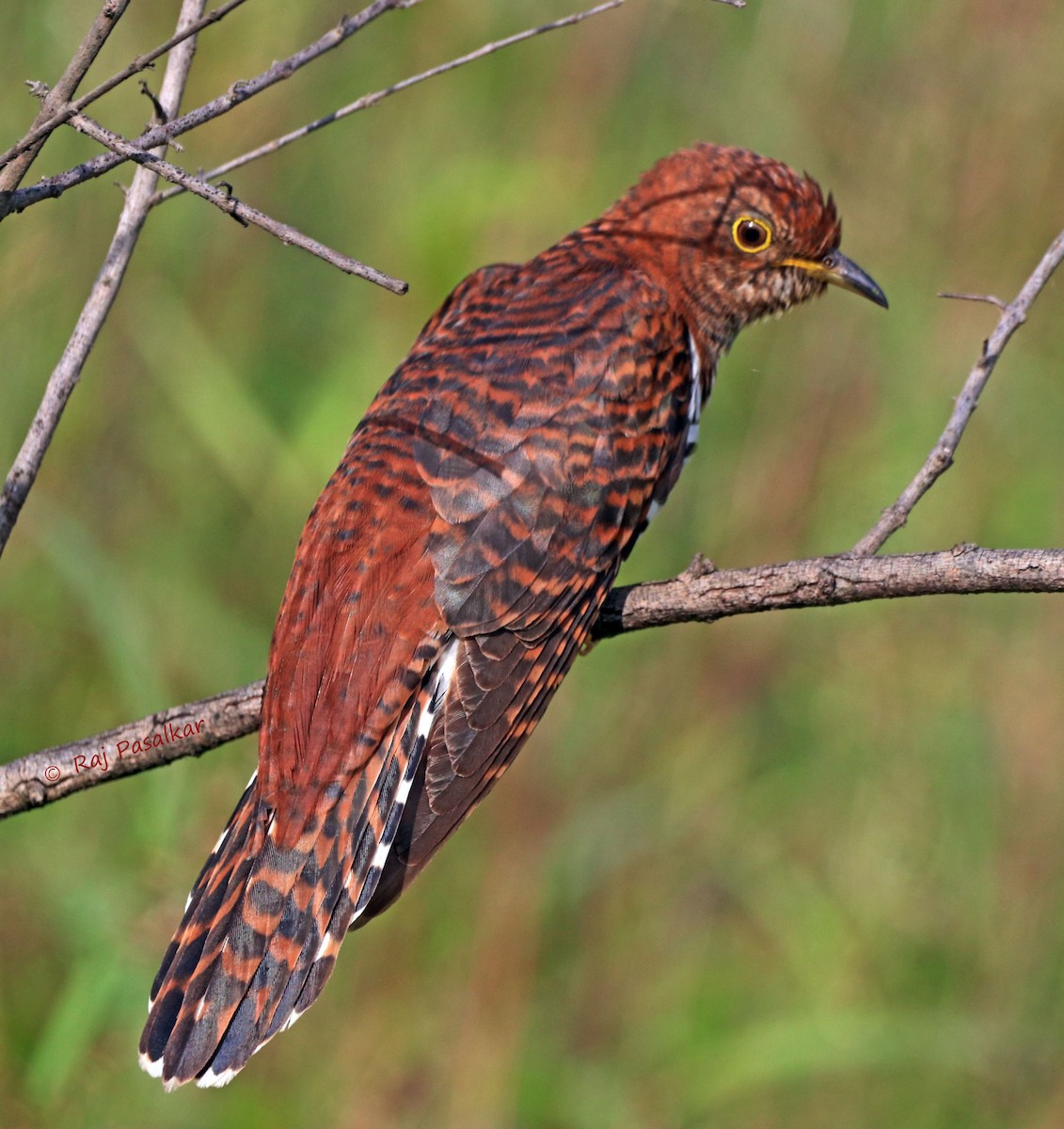 Lesser Cuckoo - ML643857073