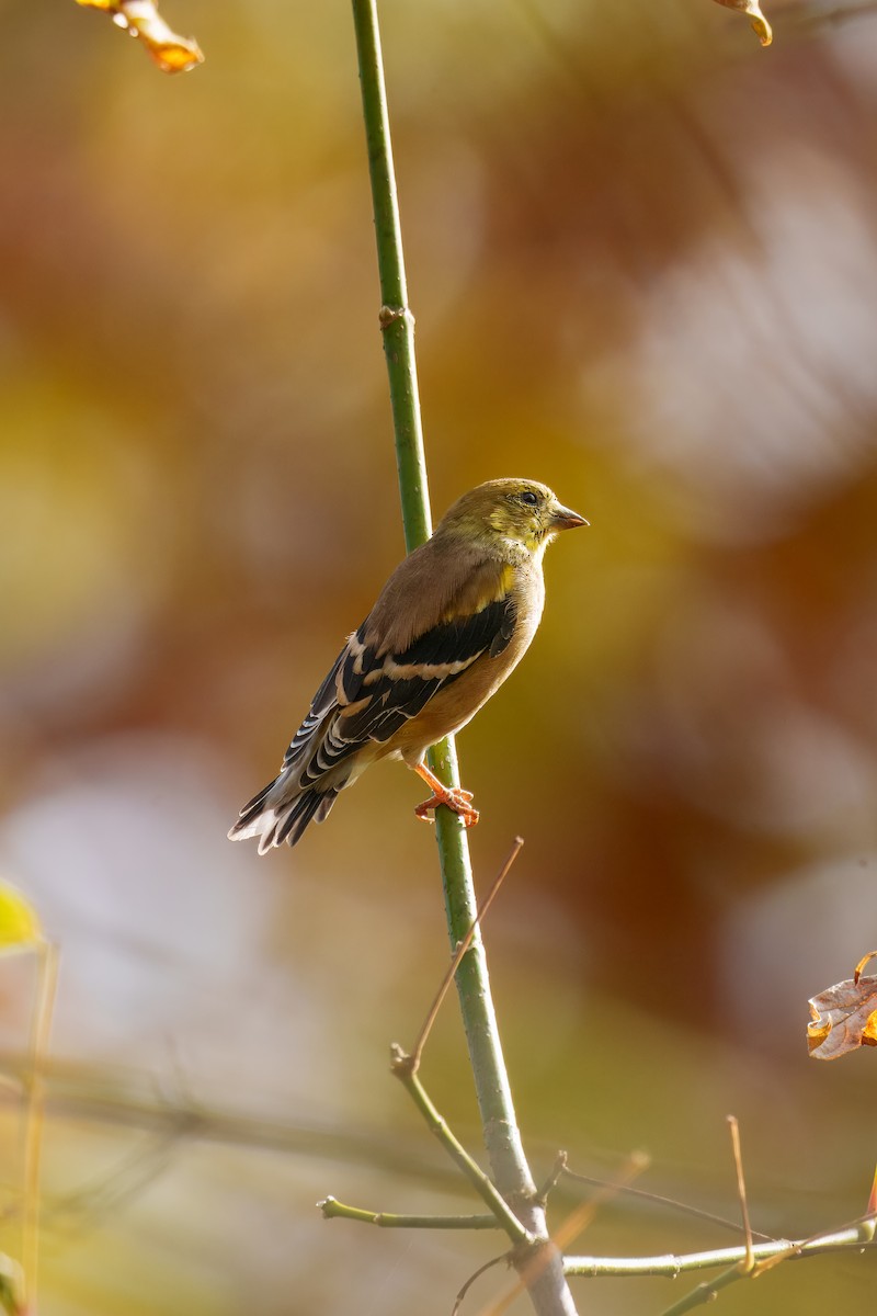 Chardonneret jaune - ML643857088