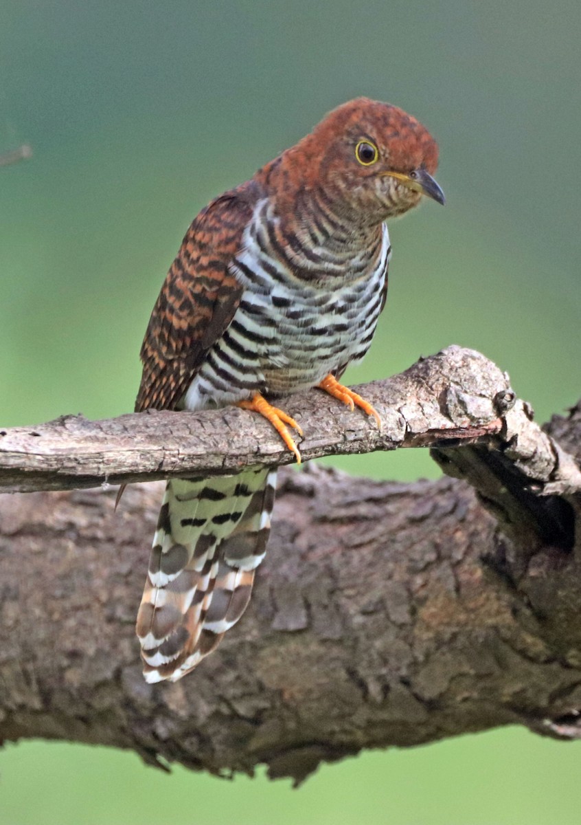 Lesser Cuckoo - ML643857089