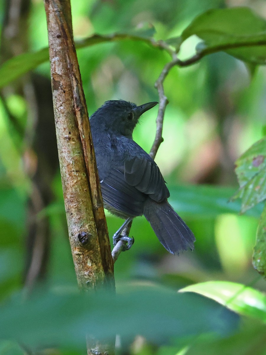 Willis's Antbird - ML643857091