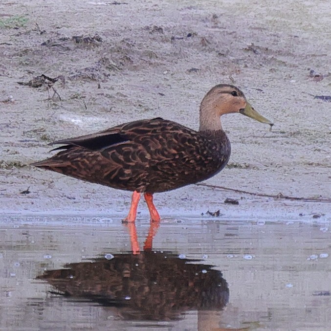 Canard brun (maculosa) - ML643857108