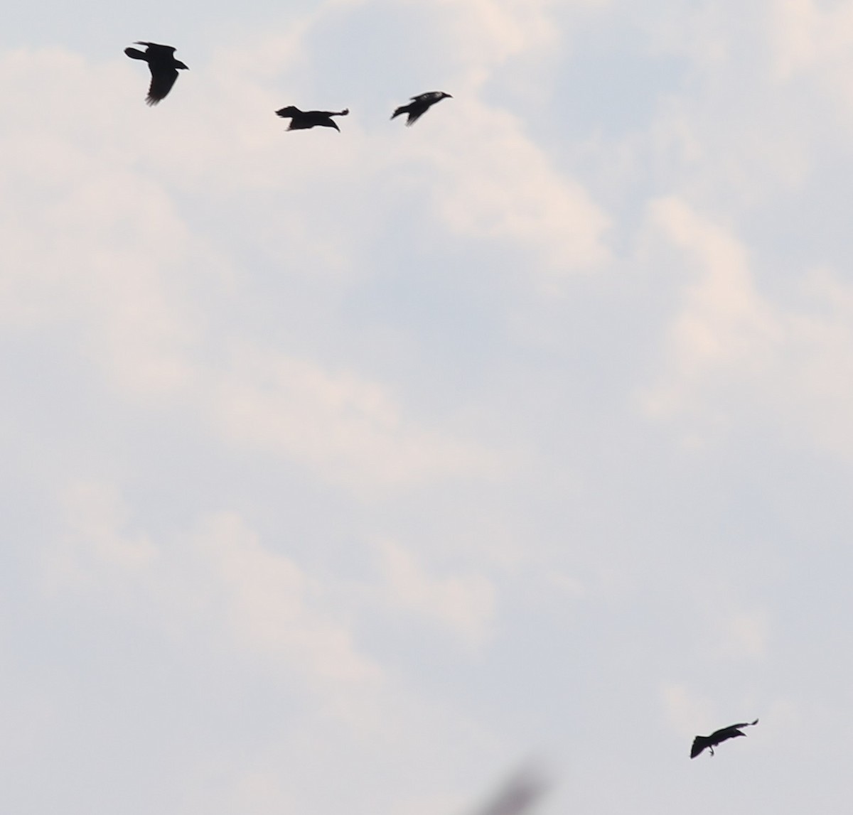 Common Raven - ML643857155