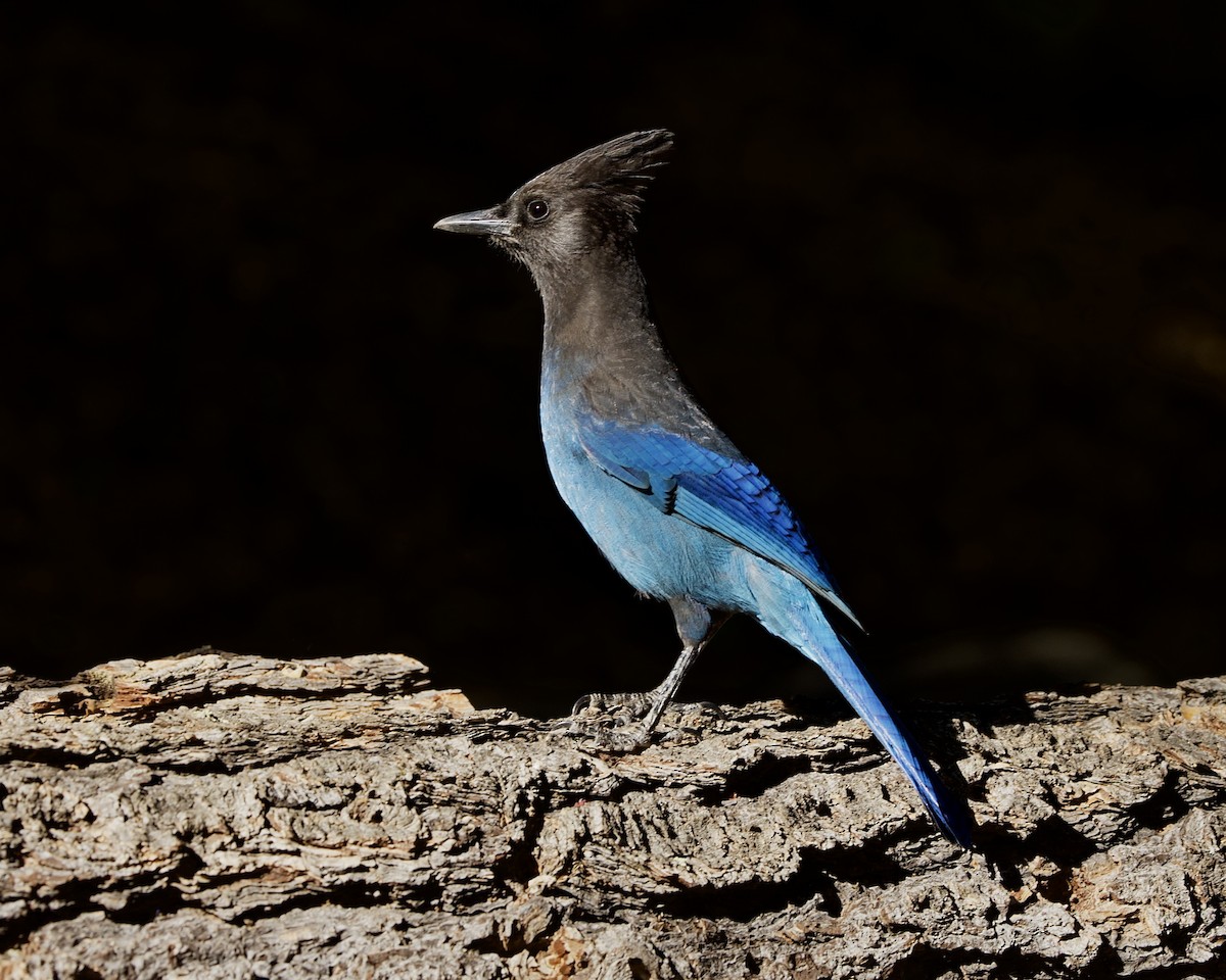 Steller's Jay - ML643857157