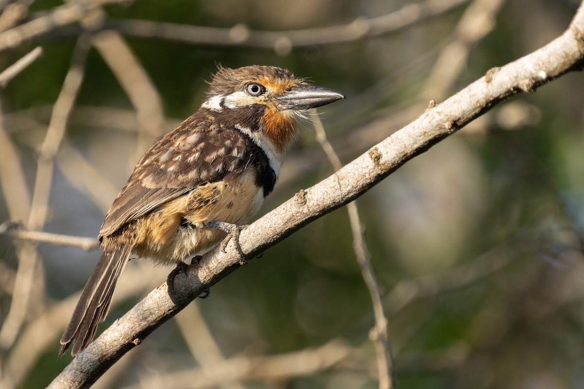 Russet-throated Puffbird - ML643857172
