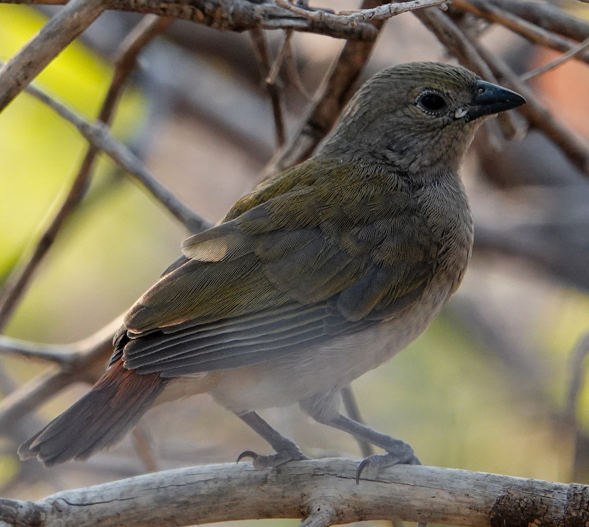 Green-winged Pytilia - ML643857255
