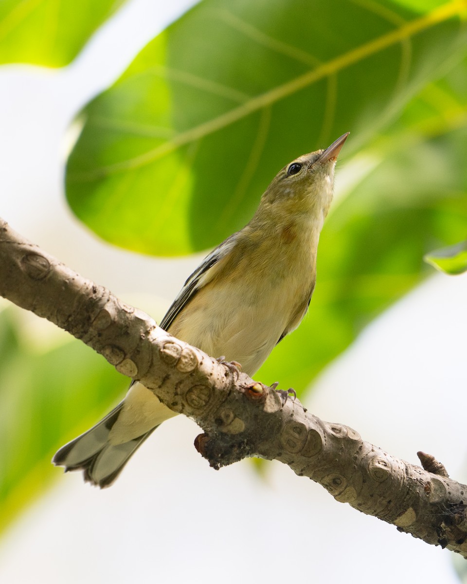 Bay-breasted Warbler - ML643857263