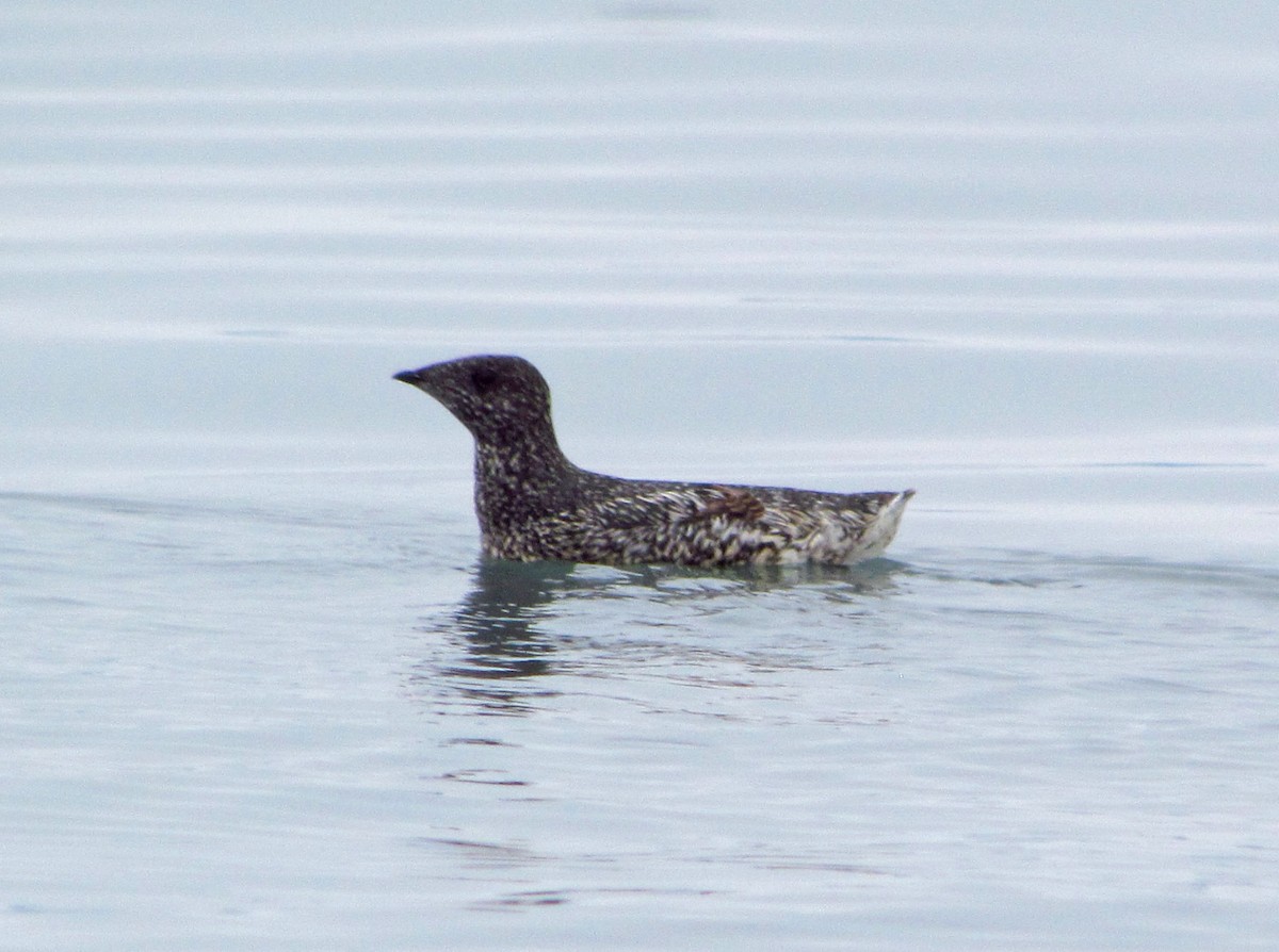 Пижик короткодзьобий - ML643857270