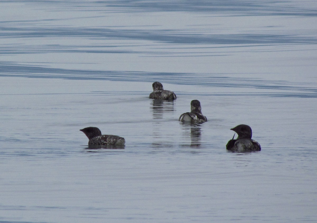 Пижик короткодзьобий - ML643857271