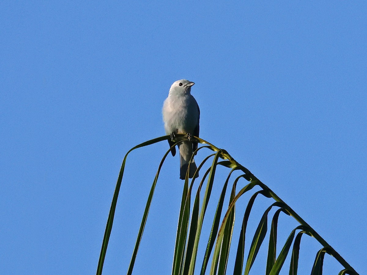 ソライロフウキンチョウ - ML643857279