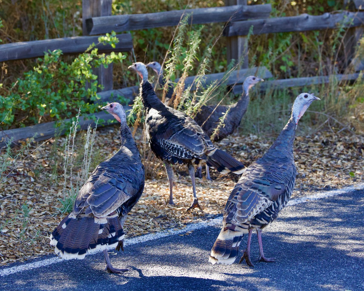 Wild Turkey - ML643857284
