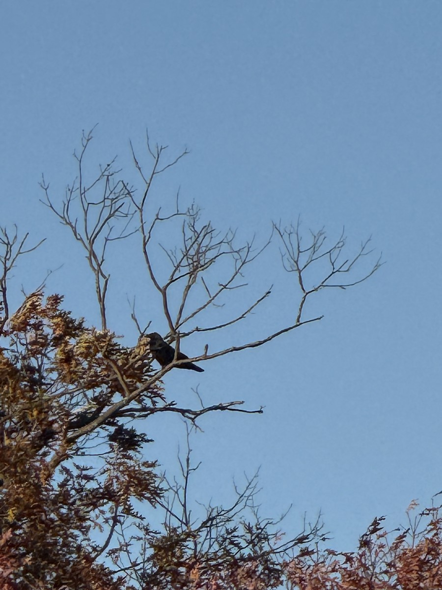 Common Raven - ML643857285
