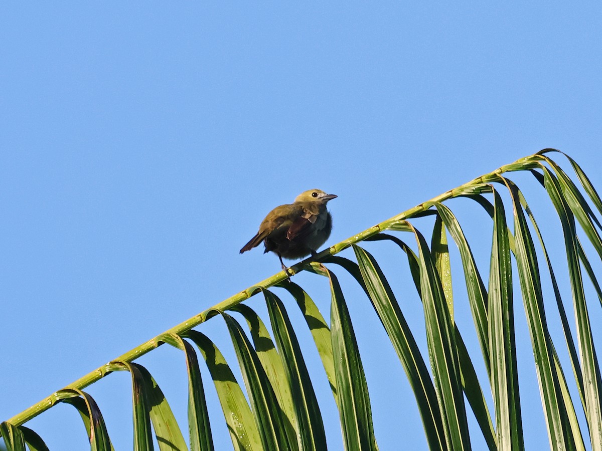 ヤシフウキンチョウ - ML643857287