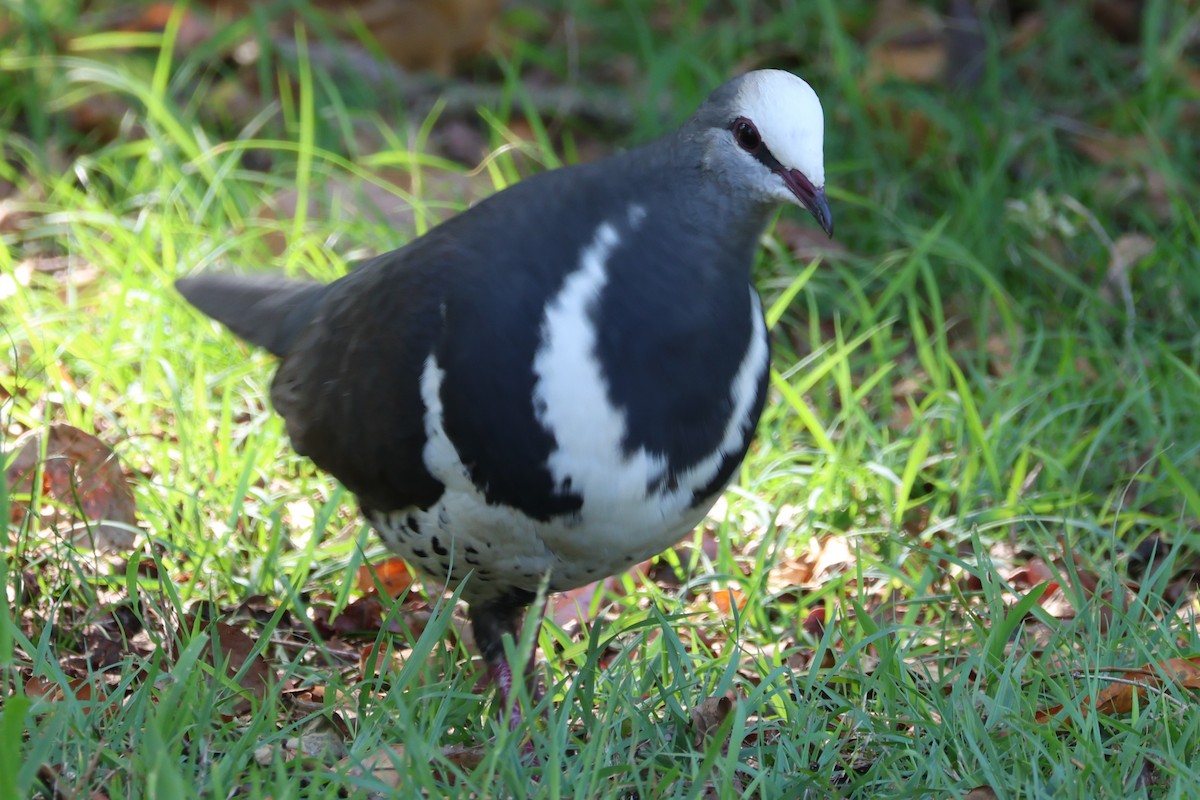 Wongataube - ML643857289