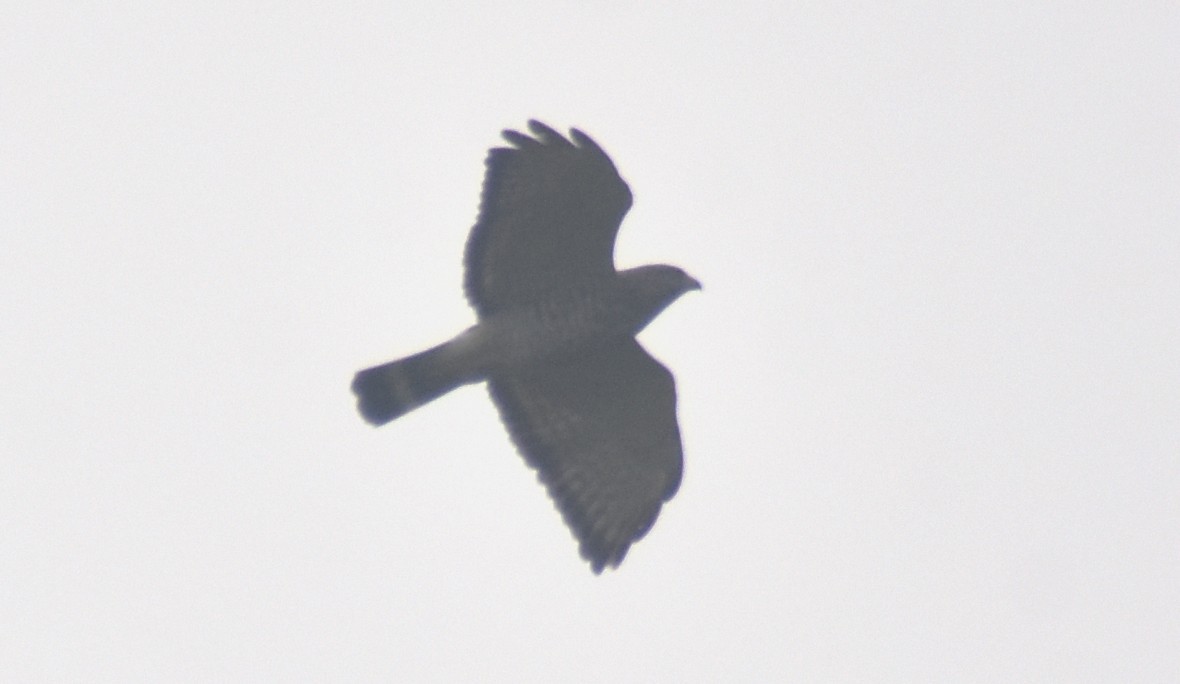 Broad-winged Hawk - ML643857297
