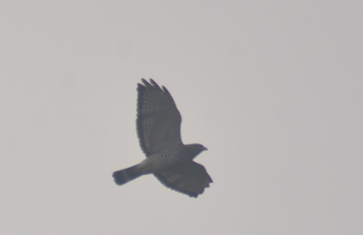 Broad-winged Hawk - ML643857298