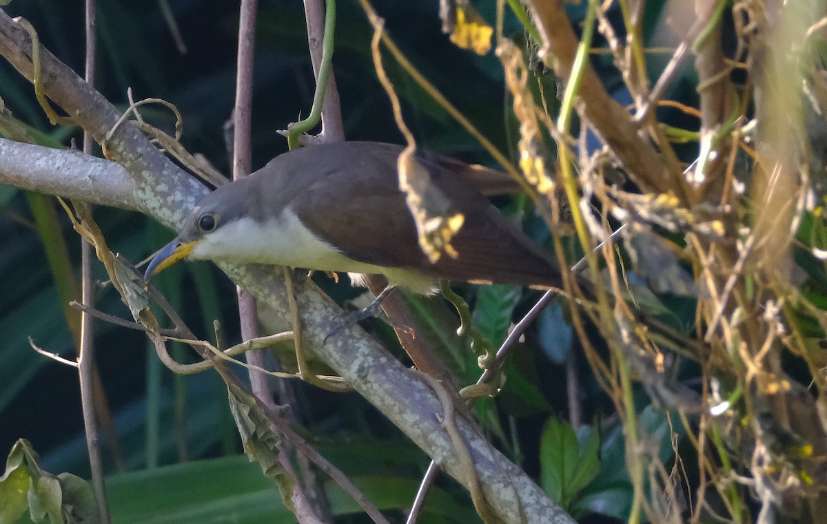 Yellow-billed Cuckoo - ML643857305