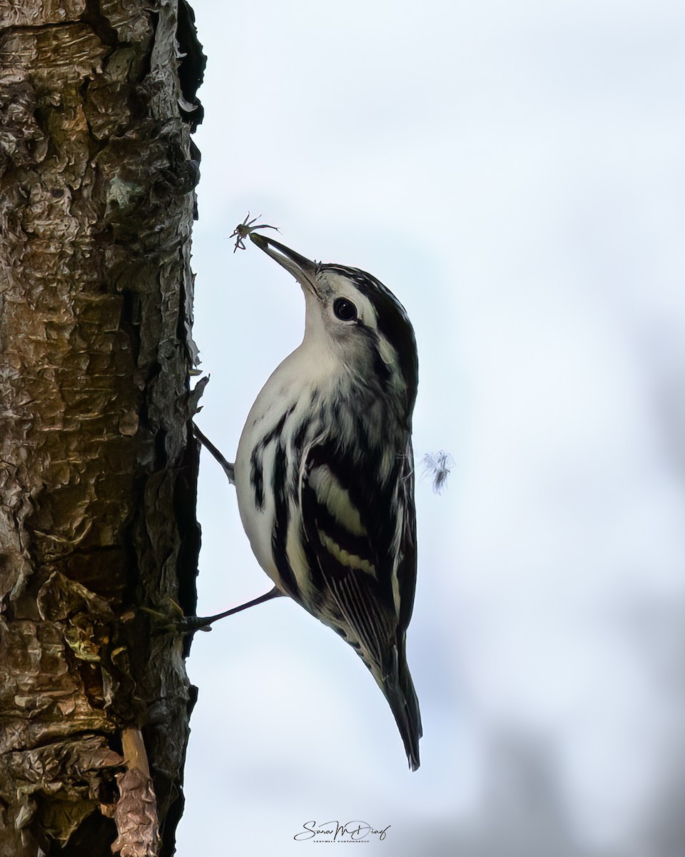 Black-and-white Warbler - ML643857307