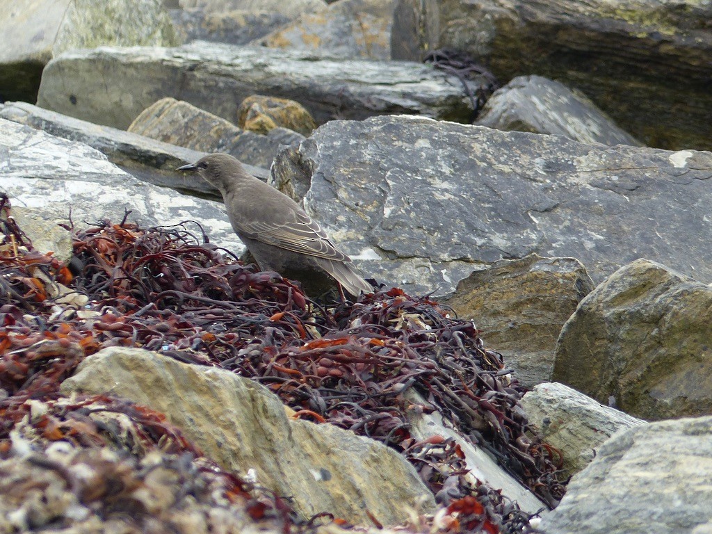 European Starling - ML643857311