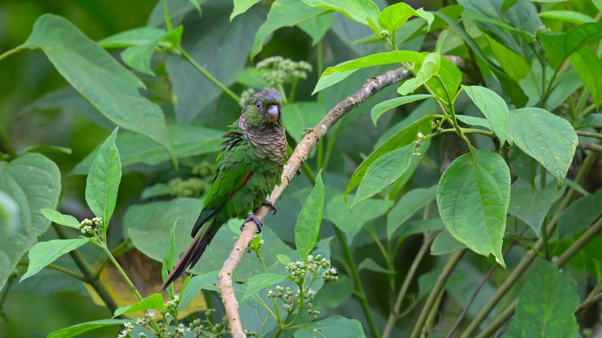 Maroon-tailed Parakeet - ML643857320