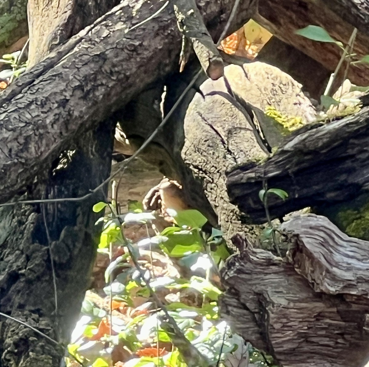 Winter Wren - ML643857326