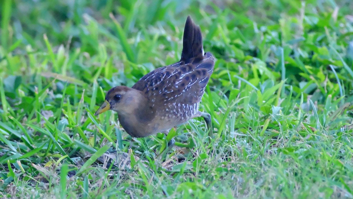Погонич каролінський - ML643857335
