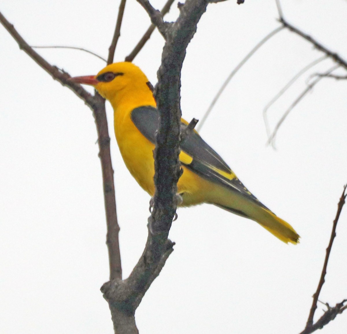 Indian Golden Oriole - ML643857336