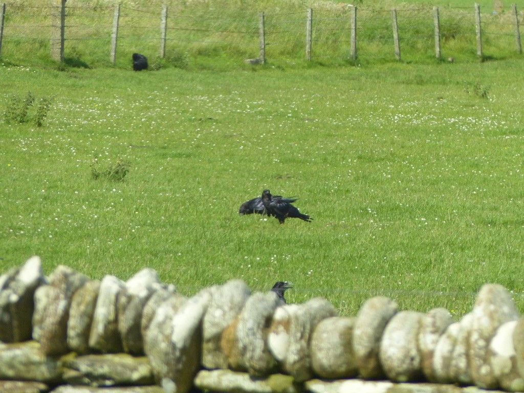Common Raven - ML643857346