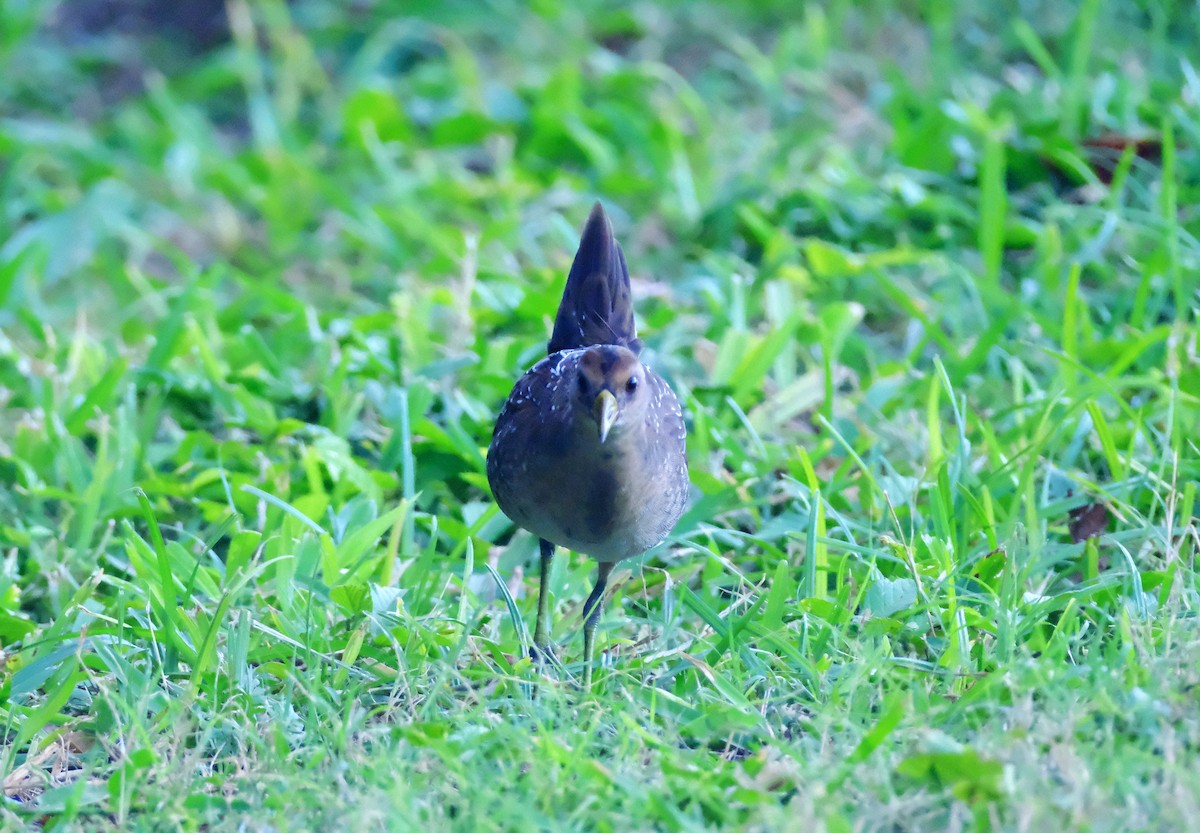 Погонич каролінський - ML643857347