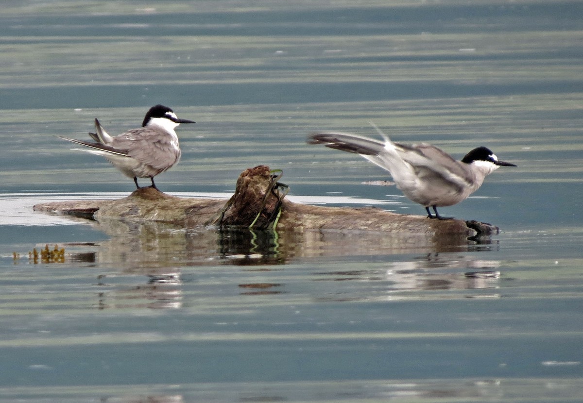 Aleutian Tern - ML643857359