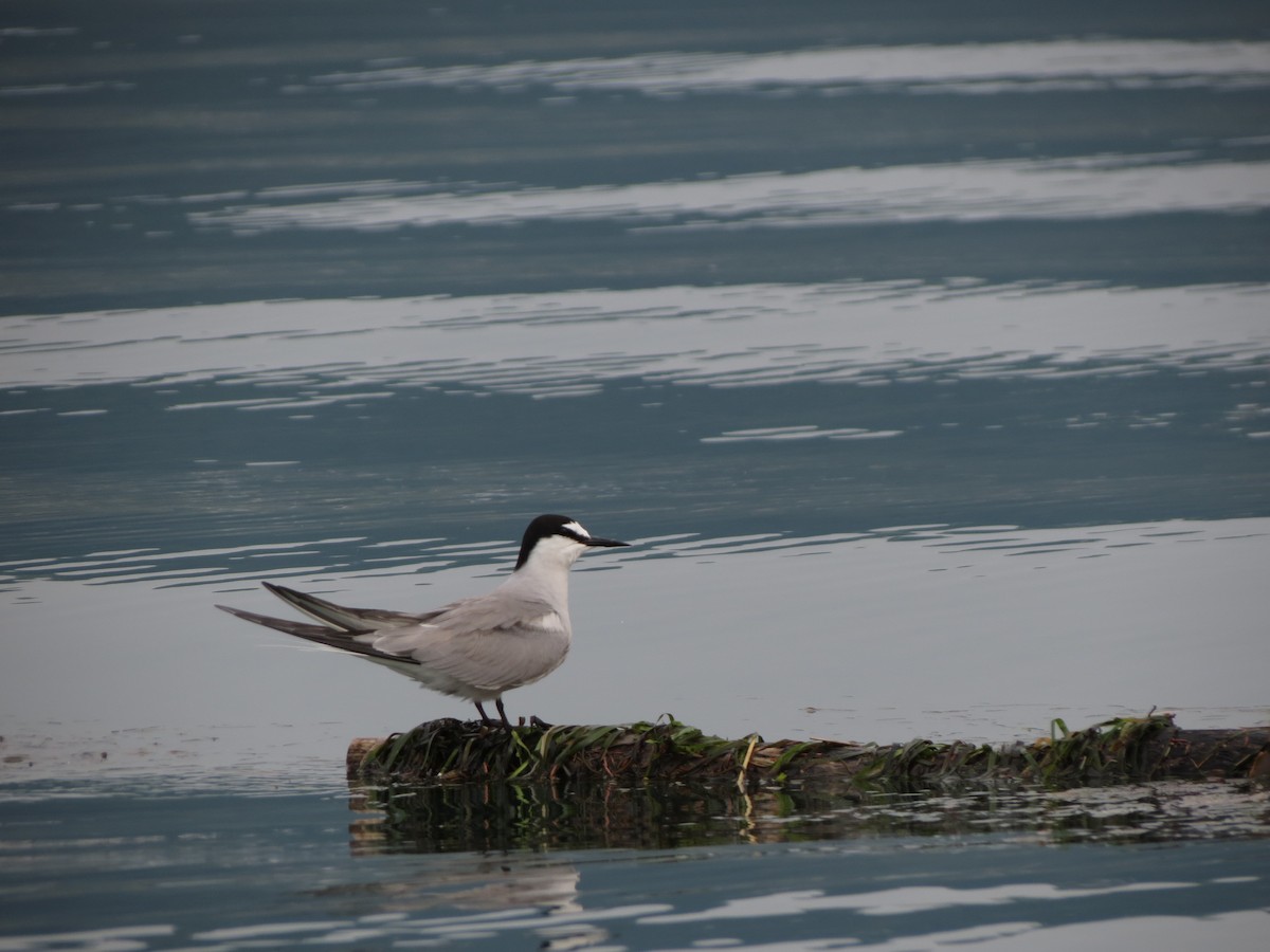 Aleutian Tern - ML643857360