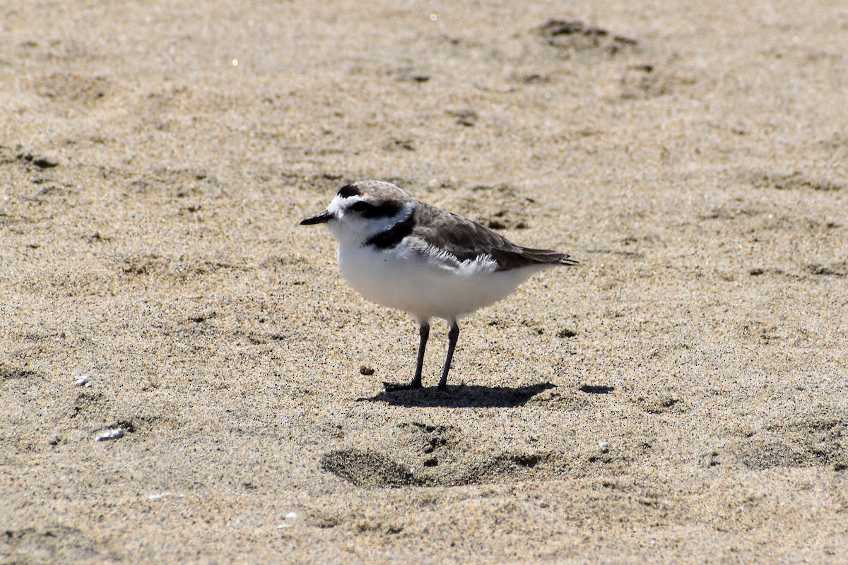 Snowy Plover - ML643857366