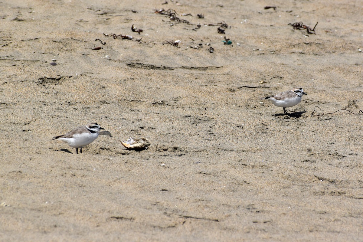 Snowy Plover - ML643857368