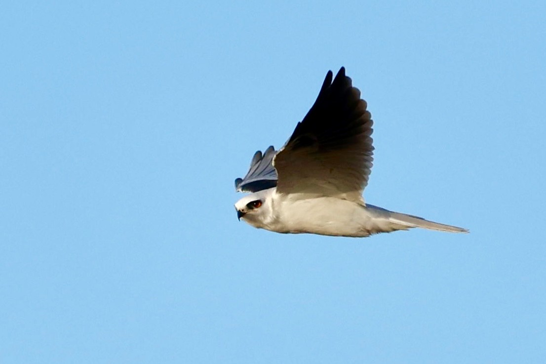 White-tailed Kite - ML643857371