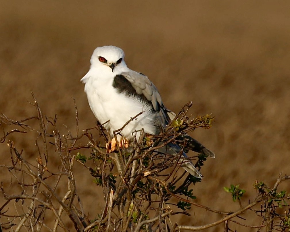 White-tailed Kite - ML643857372