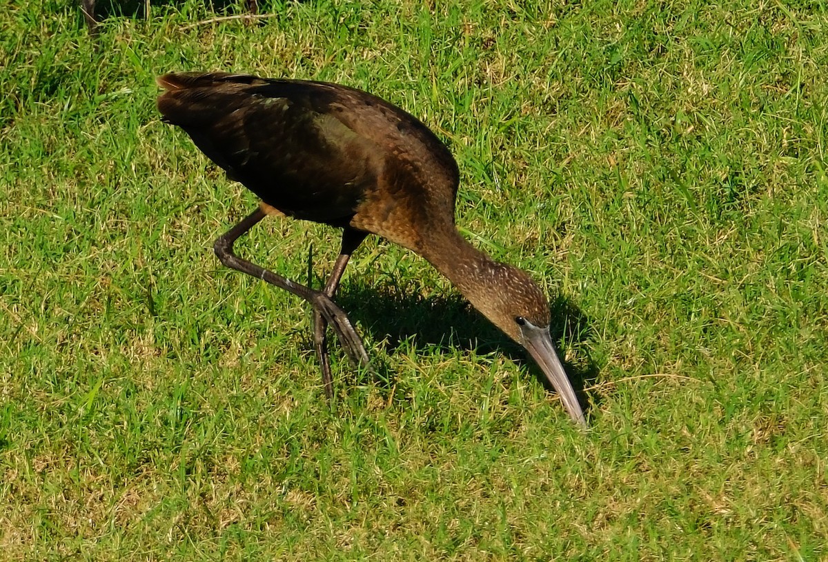 Коровайка бура - ML643857375