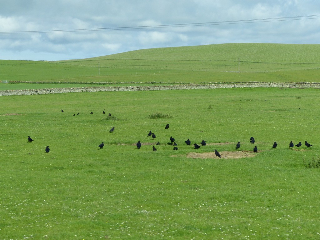 Common Raven - ML643857383