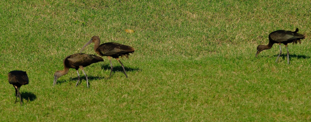 Коровайка бура - ML643857408