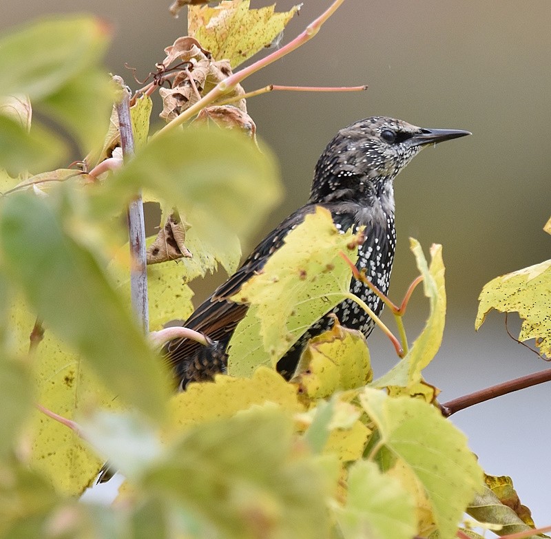 European Starling - ML643857409