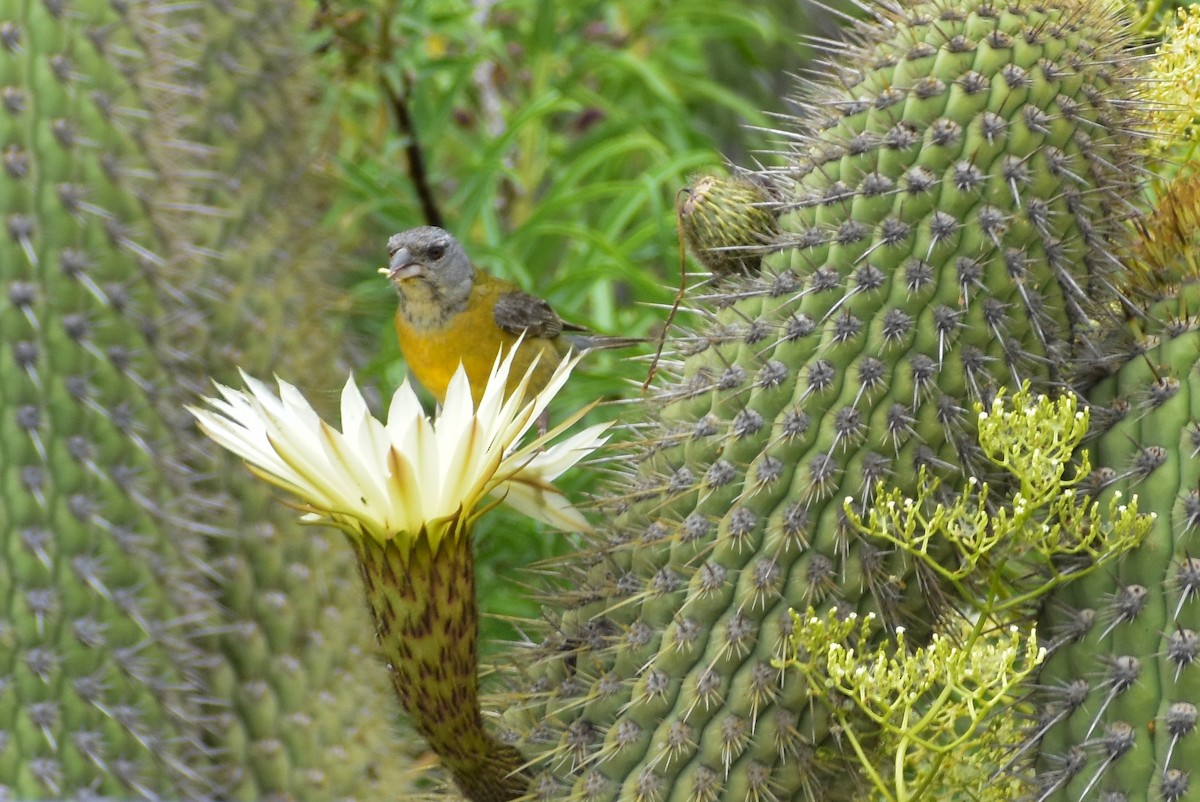Gray-hooded Sierra Finch - ML643857413