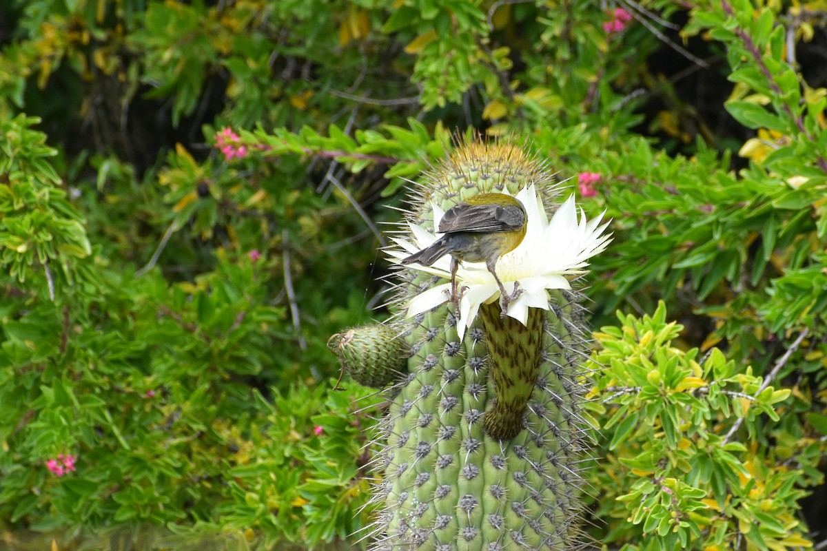 Gray-hooded Sierra Finch - ML643857414