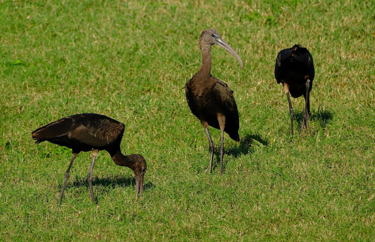 Коровайка бура - ML643857423