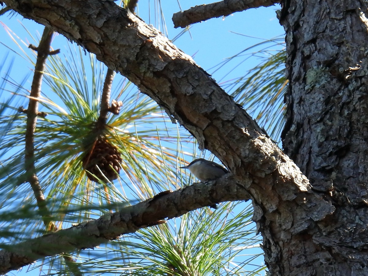 Brown-headed Nuthatch - ML643857427