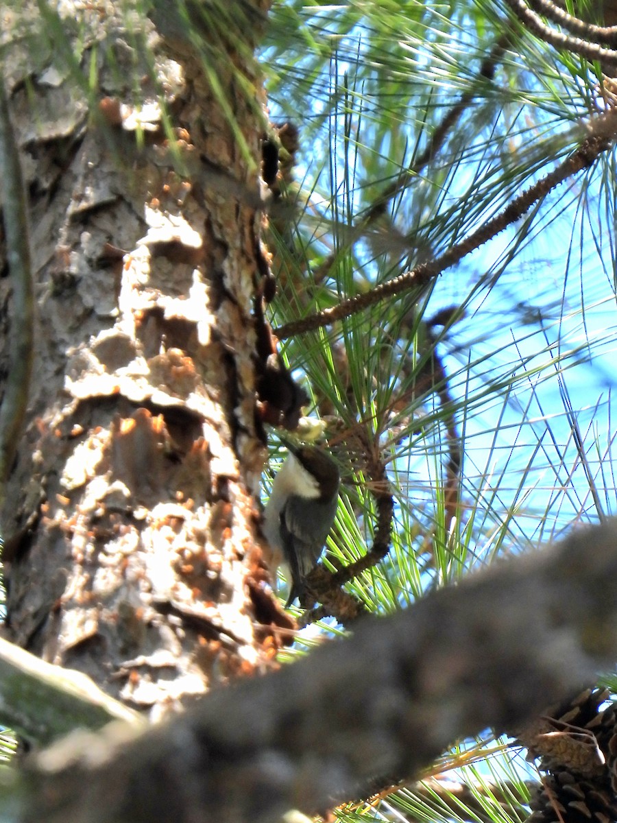 Brown-headed Nuthatch - ML643857428