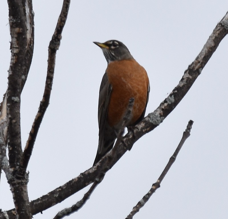 American Robin - ML643857429
