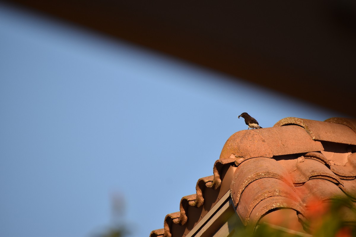 Black Phoebe - ML643857436