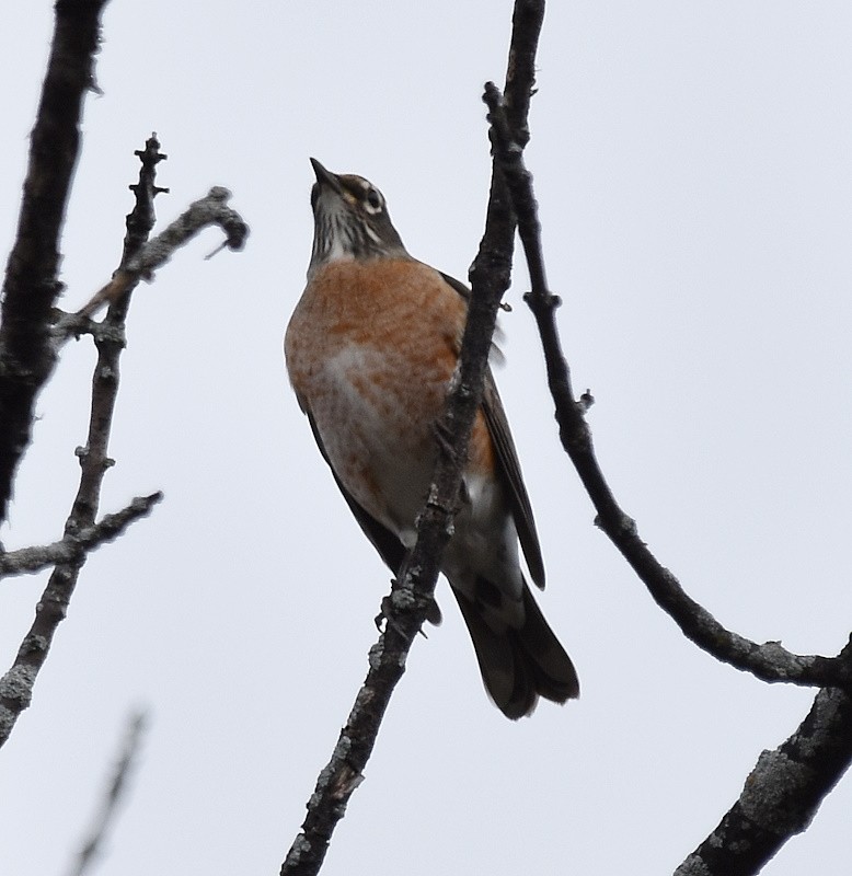 American Robin - ML643857437