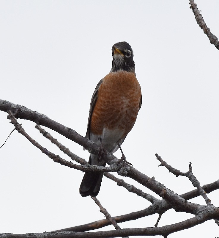 American Robin - ML643857446